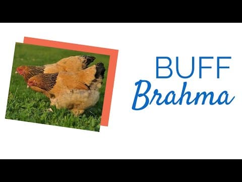 Buff Brahma Video