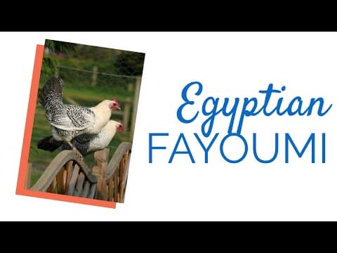 Egyptian Fayoumis Chickens - Video