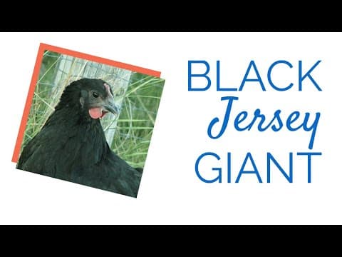 Black Jersey Giant Video