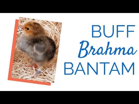 Buff Brahma Video