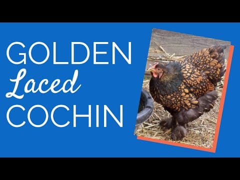 Golden Laced Cochin Standard Video