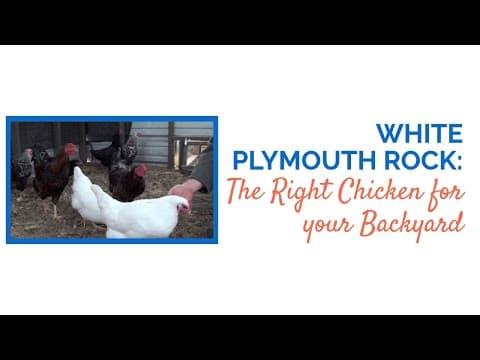 White Plymouth Rock Video