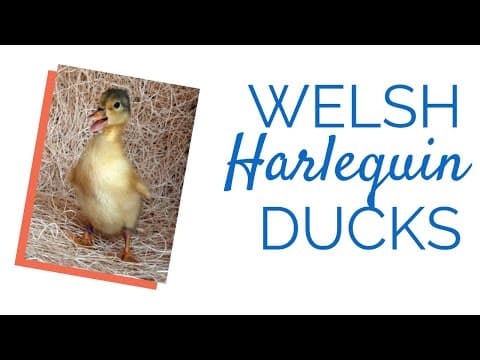 Welsh Harlequin Video