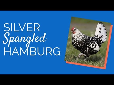 Silver Spangled Hamburg Video