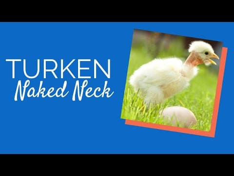 Turken (Naked Neck) Video