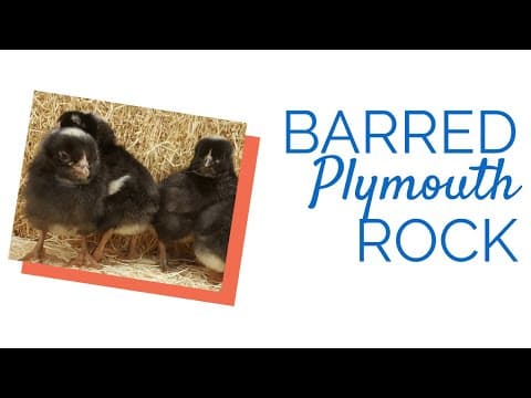 Barred Plymouth Rock Video