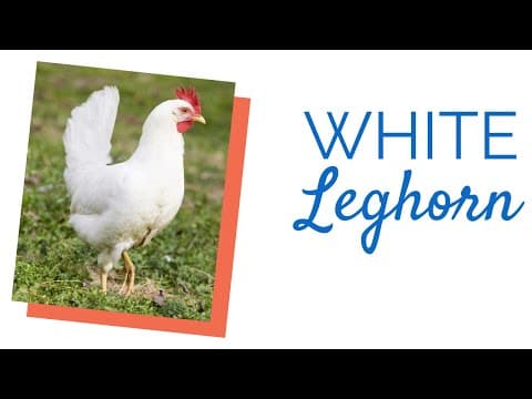 White Leghorn Video
