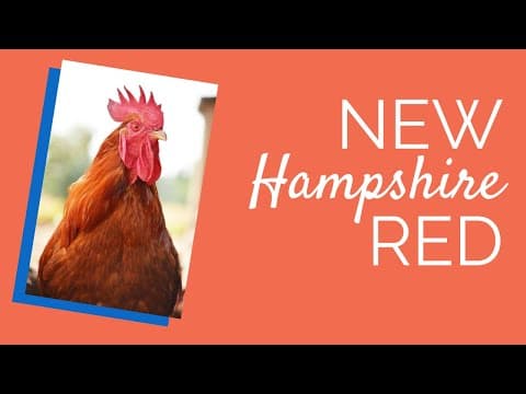 New Hampshire Red Video