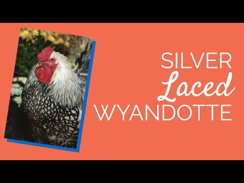 Silver Laced Wyandotte Video