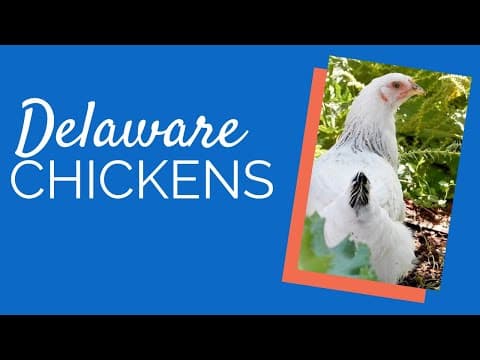 Delaware Video