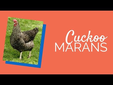 Cuckoo Marans Video