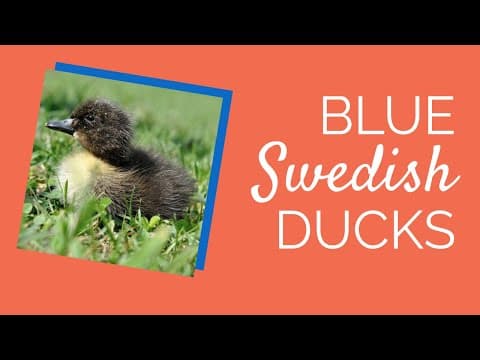 Blue Swedish Video