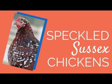 Speckled Sussex Video