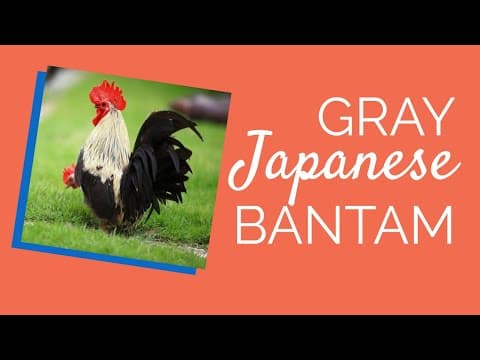 Gray Japanese Video