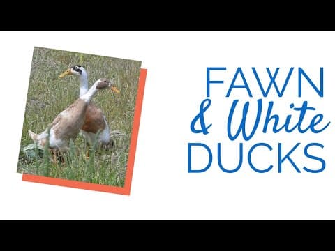 Fawn & White Runner Video
