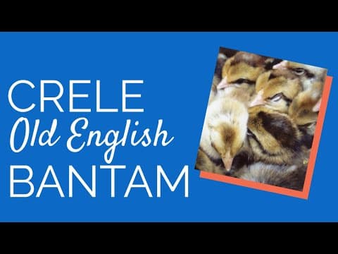 Crele Old English Video