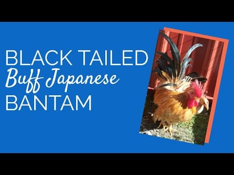 Black Tailed Buff Japanese Video