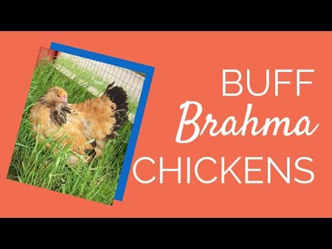Buff Brahma Video