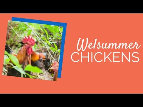 Welsummer Video