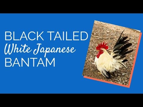 Black Tailed White Japanese Video