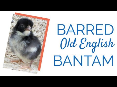 Barred Old English Video