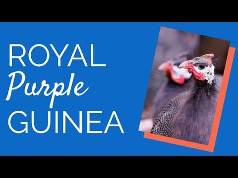Royal Purple Video