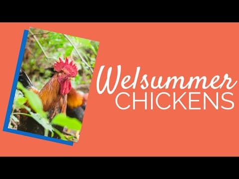 Welsummer Video