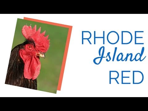 Rhode Island Red Video