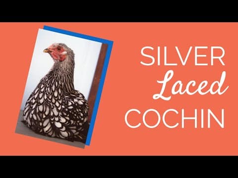 Silver Laced Cochin Standard Video