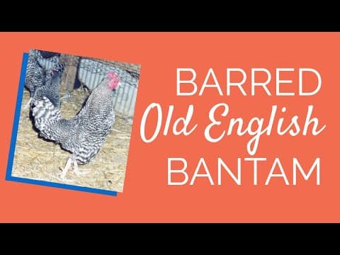 Barred Old English Video