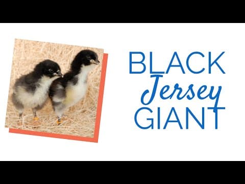 Black Jersey Giant Video