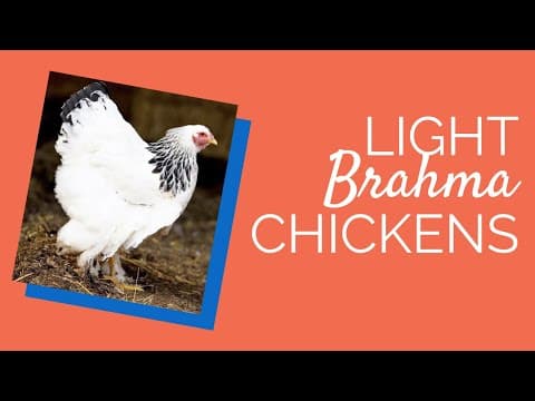 Light Brahma Video