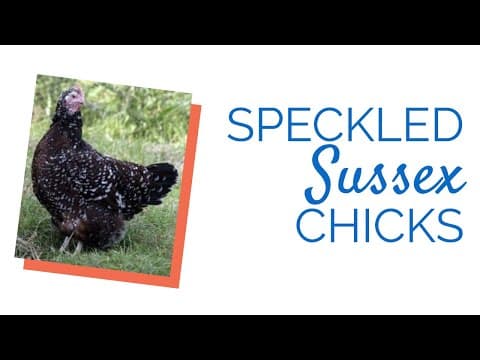 Speckled Sussex Video
