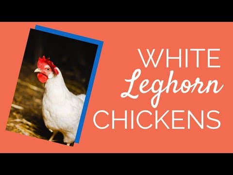 White Leghorn Video