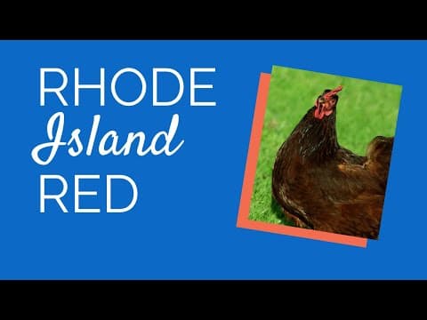 Rhode Island Red Chickens | Chickens For Backyards