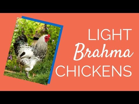 Light Brahma Video