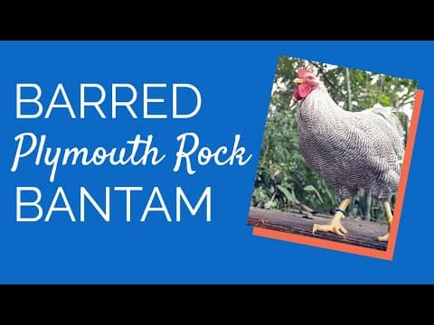 Barred Plymouth Rock Video