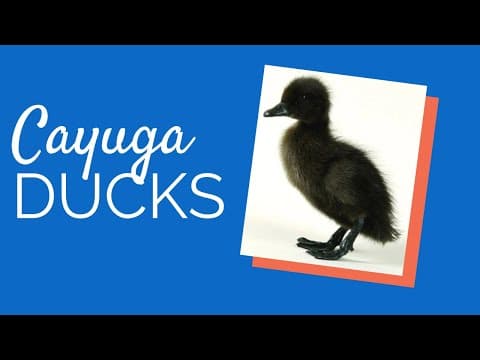 Cayuga Video