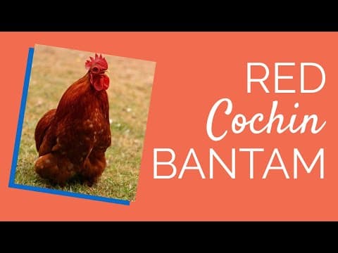 Red Cochin Video