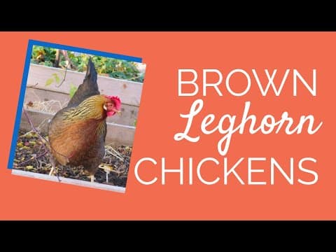 Brown Leghorn Video