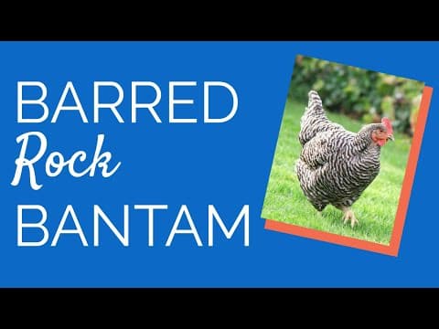 Barred Plymouth Rock Video