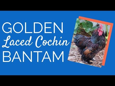 Golden Laced Cochin Video