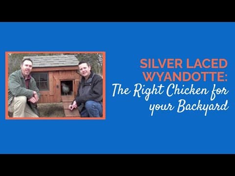 Silver Laced Wyandotte Video