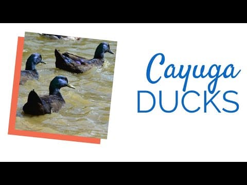 Cayuga Video