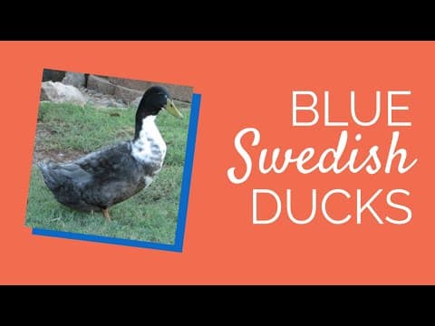 Blue Swedish Video