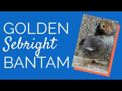 Golden Sebright Video
