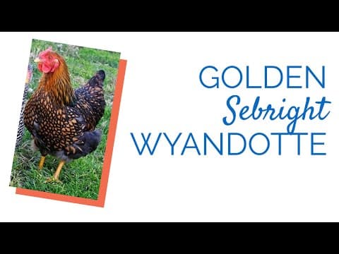 Golden Laced Wyandotte Video
