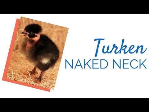 Turken (Naked Neck) Video
