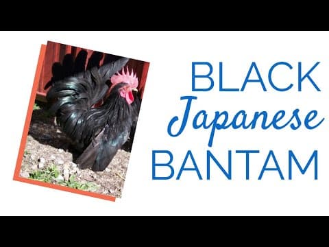 Black Japanese Video