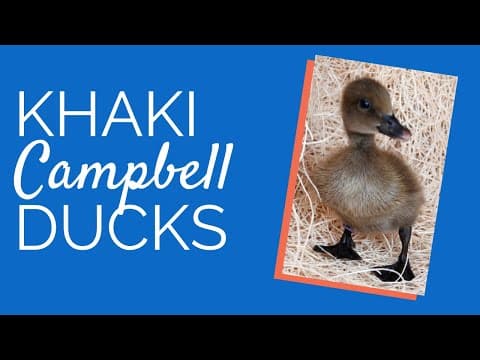 Khaki Campbell Video